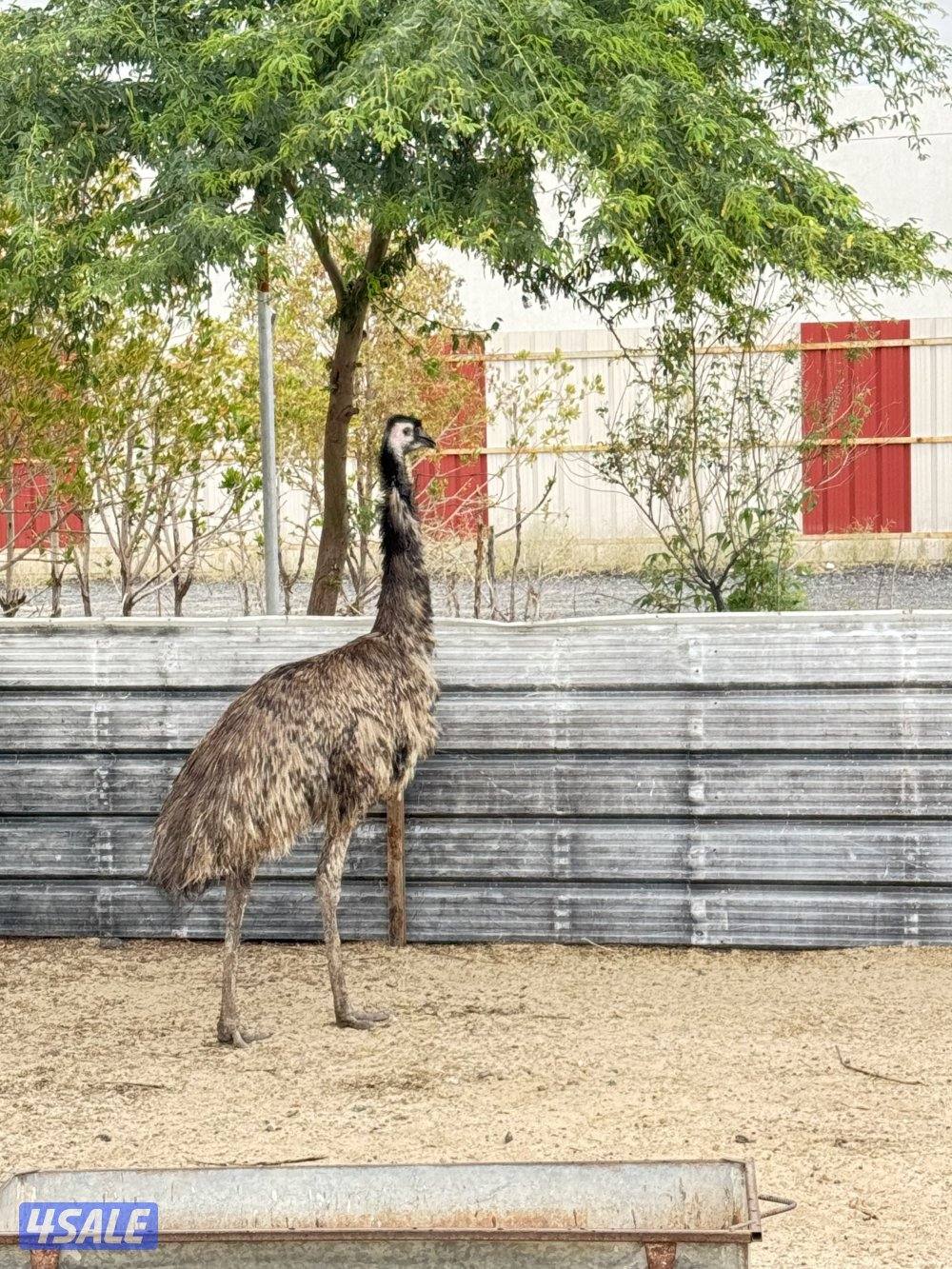 نعام ايمو  استرالي6