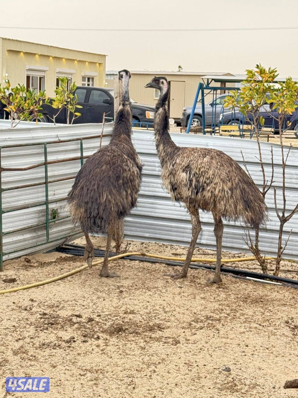 نعام ايمو  استرالي7