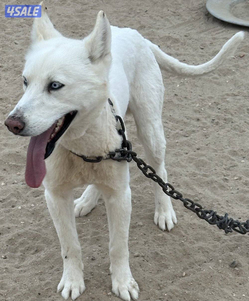 للبيع هاسكي0