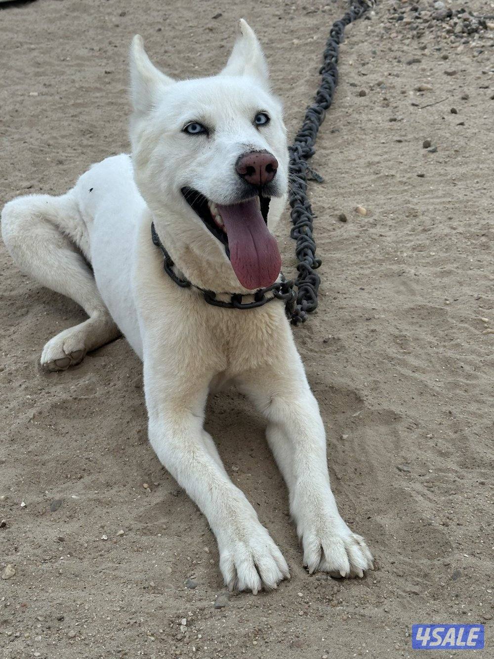 للبيع هاسكي1