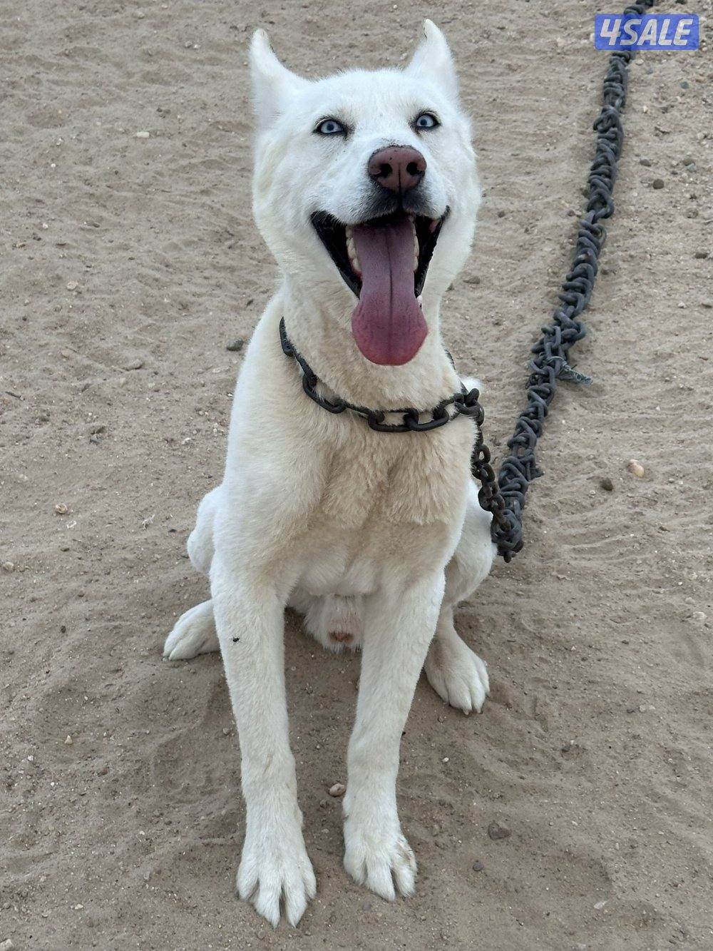 للبيع هاسكي2