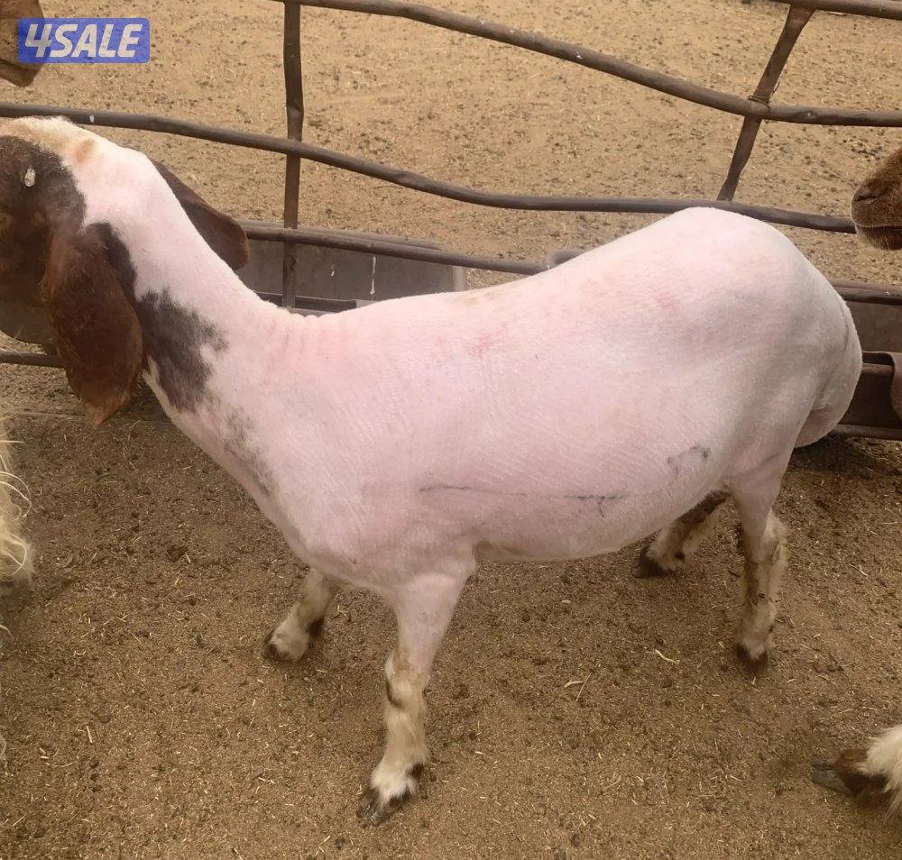 جز صوف الأغنام وتغليم الأظافر جميع مناطق الكويت خبره في العمل0