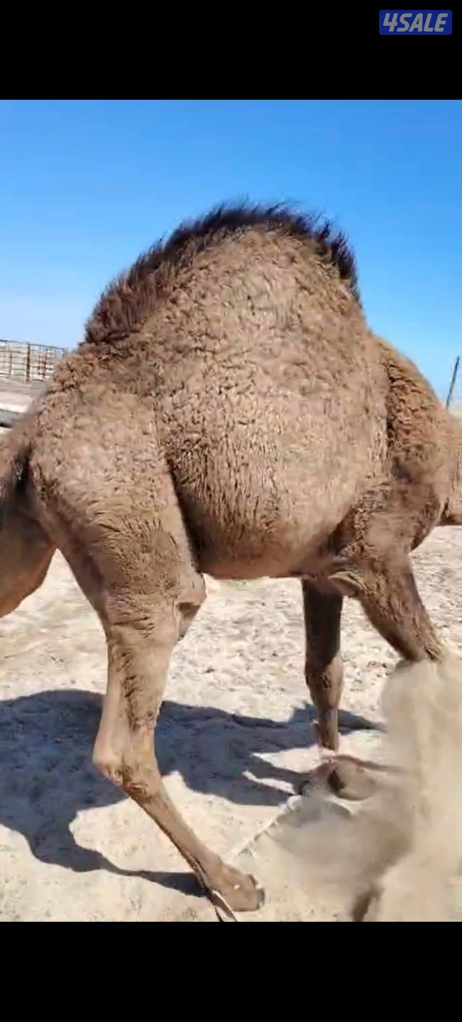 بيع وشراء القعدان المحلية الفاخره الغير محلي0