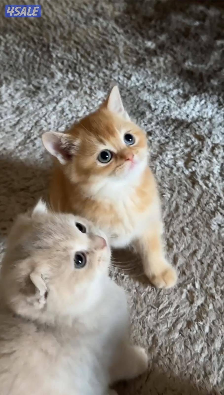 قطط للبيع1