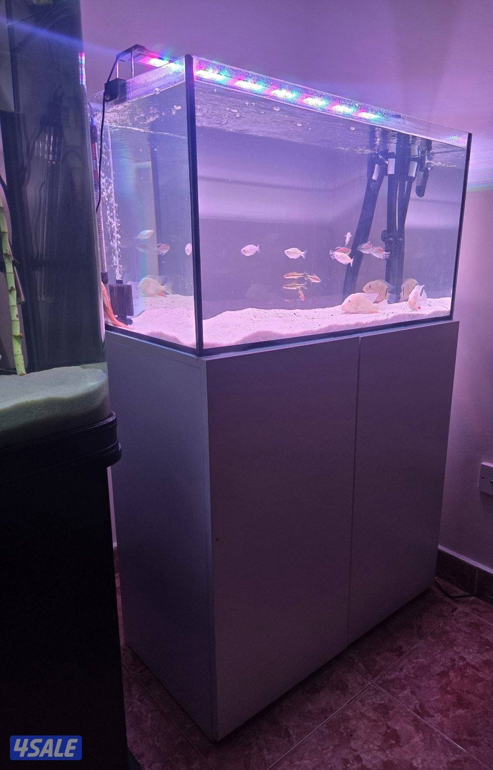 حوض سمك تفصال1