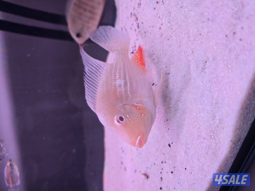 حوض سمك تفصال3