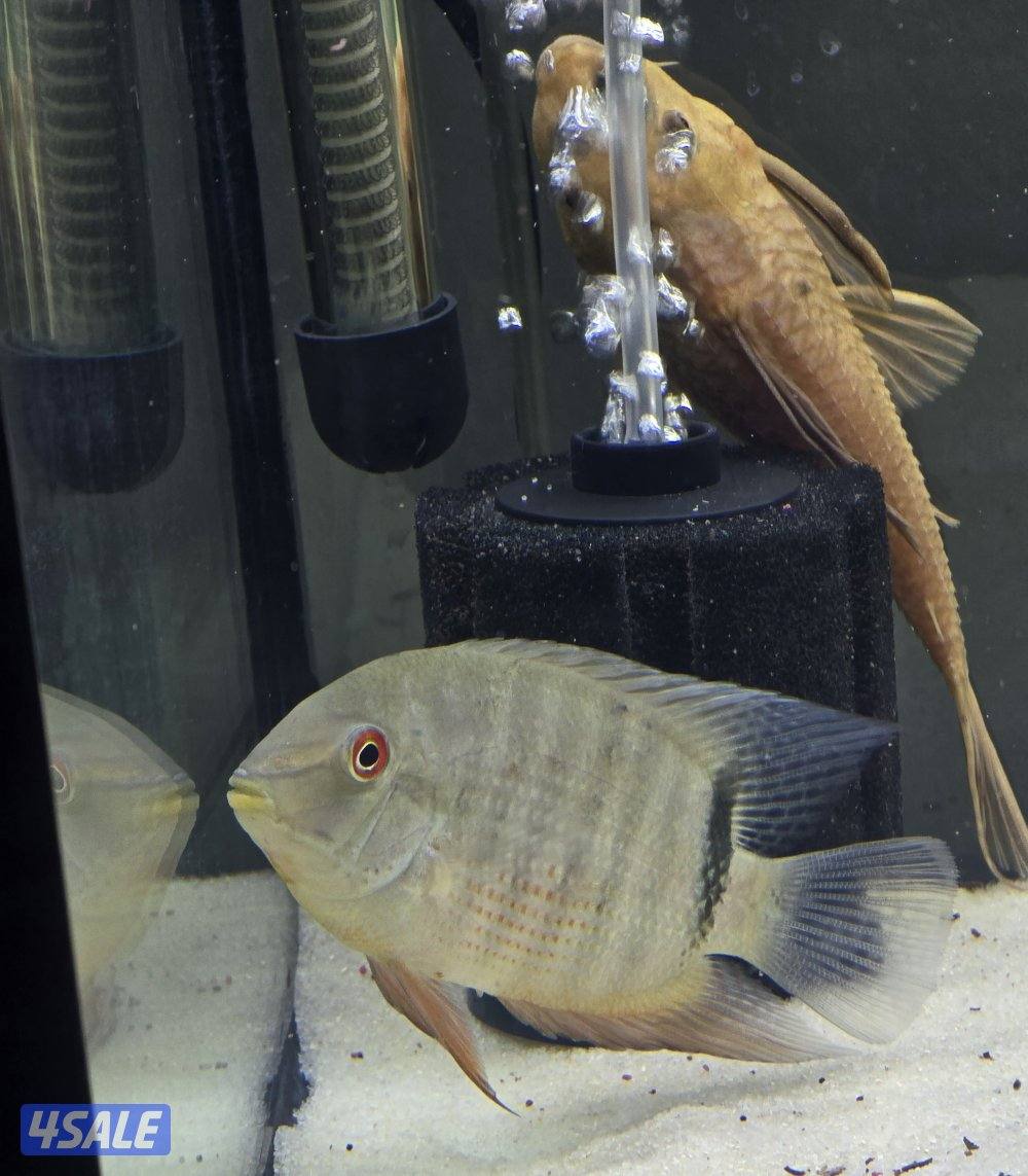 حوض سمك تفصال4