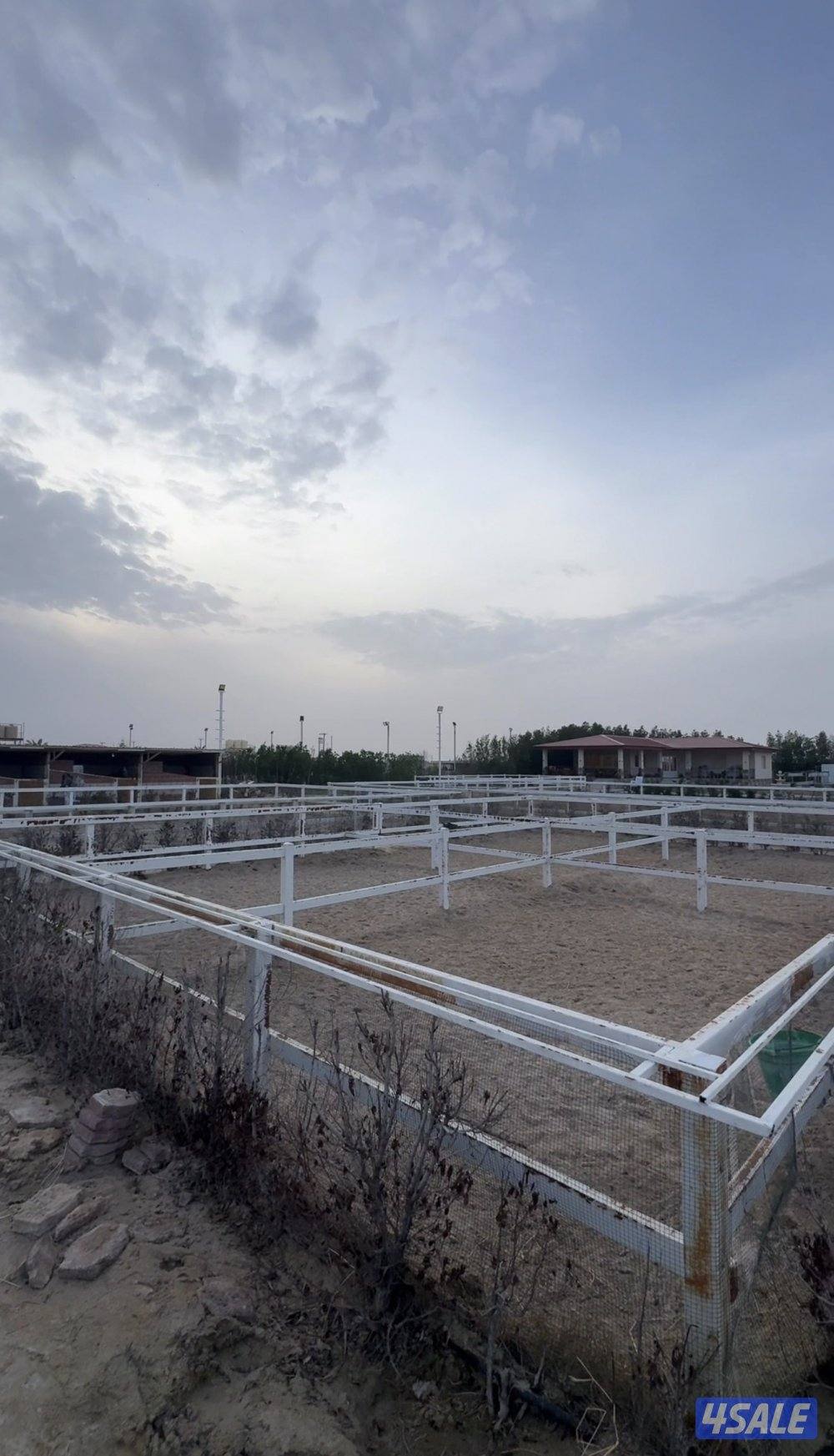 ايواء خيل بالوفرة2