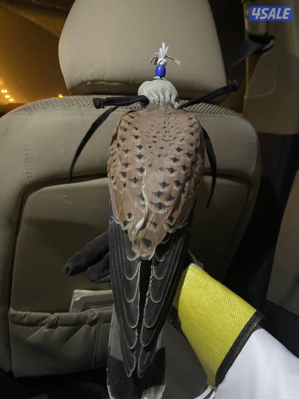 للبيع طير طيب و سليم2