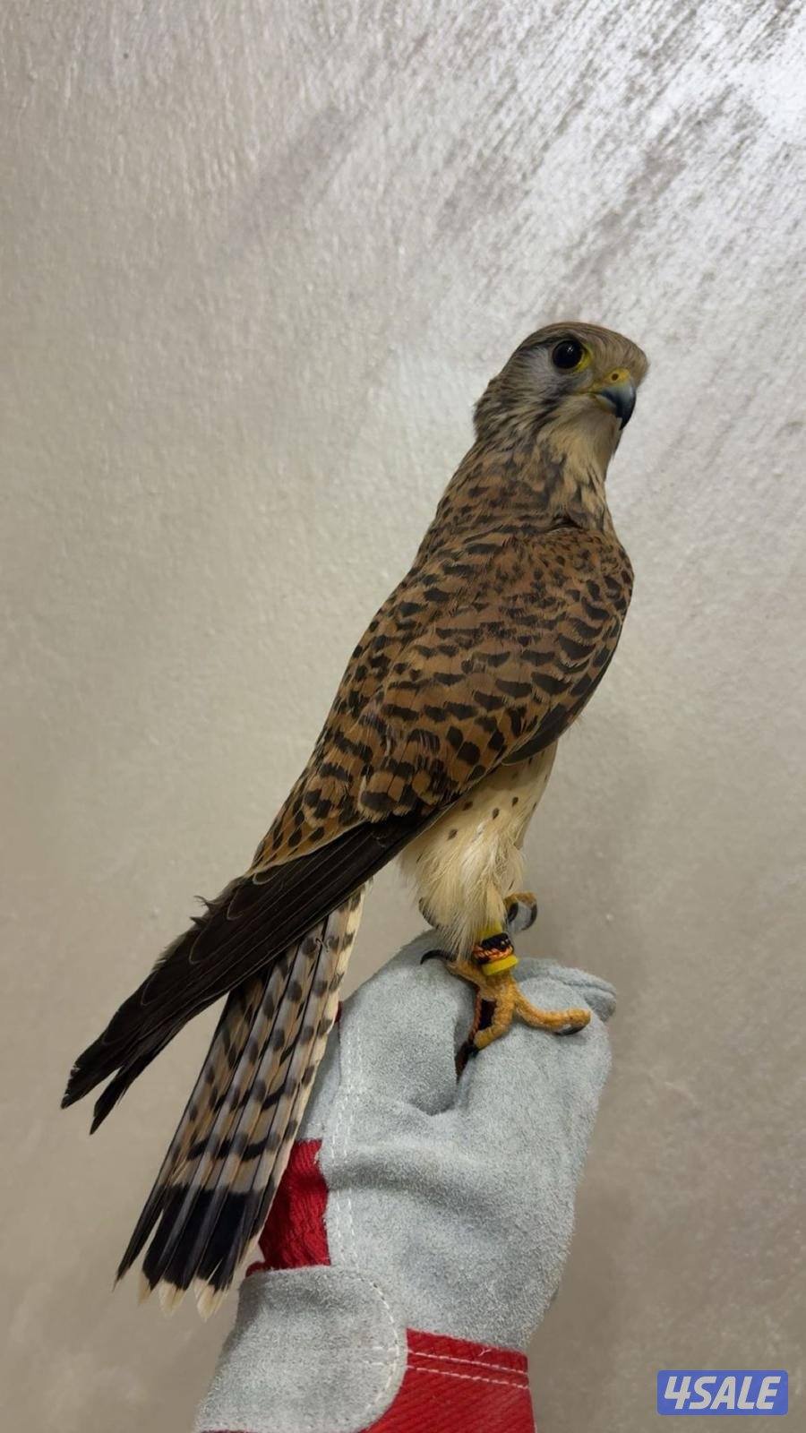 للبيع طير طيب و سليم3