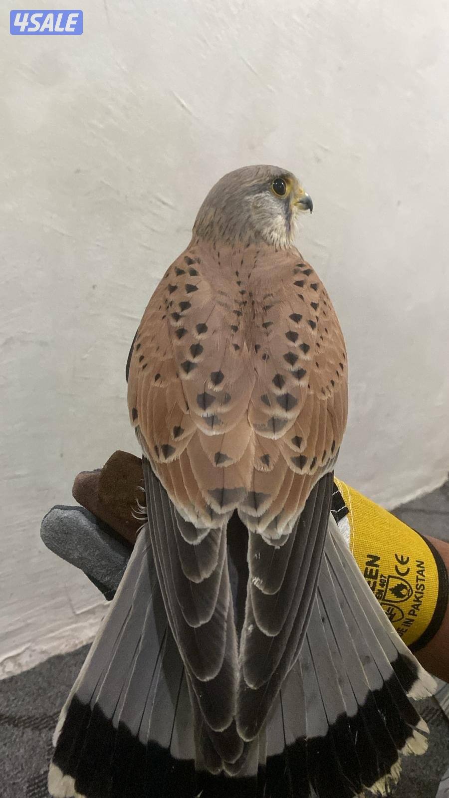 للبيع طير طيب و سليم0