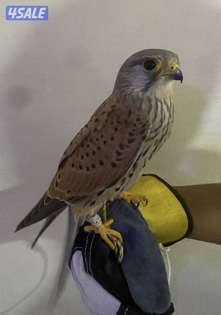 للبيع طير طيب و سليم1