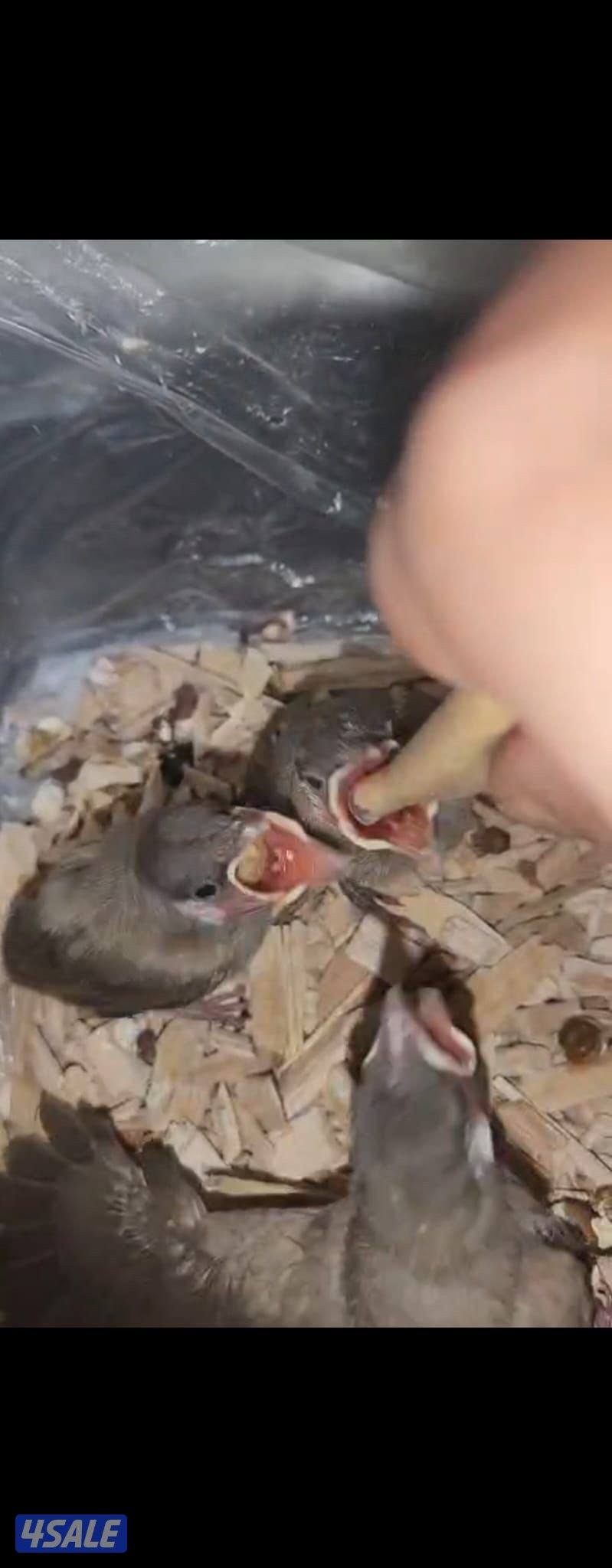 فروخ بلابل0