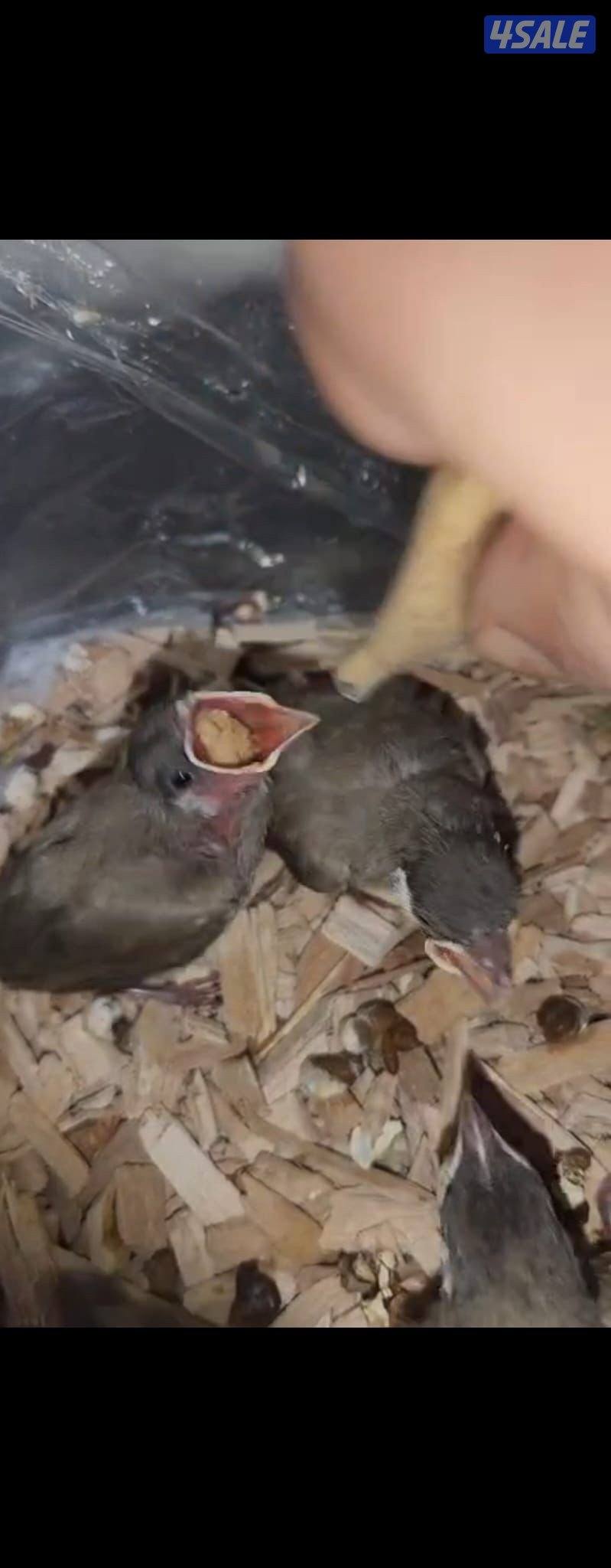 فروخ بلابل1