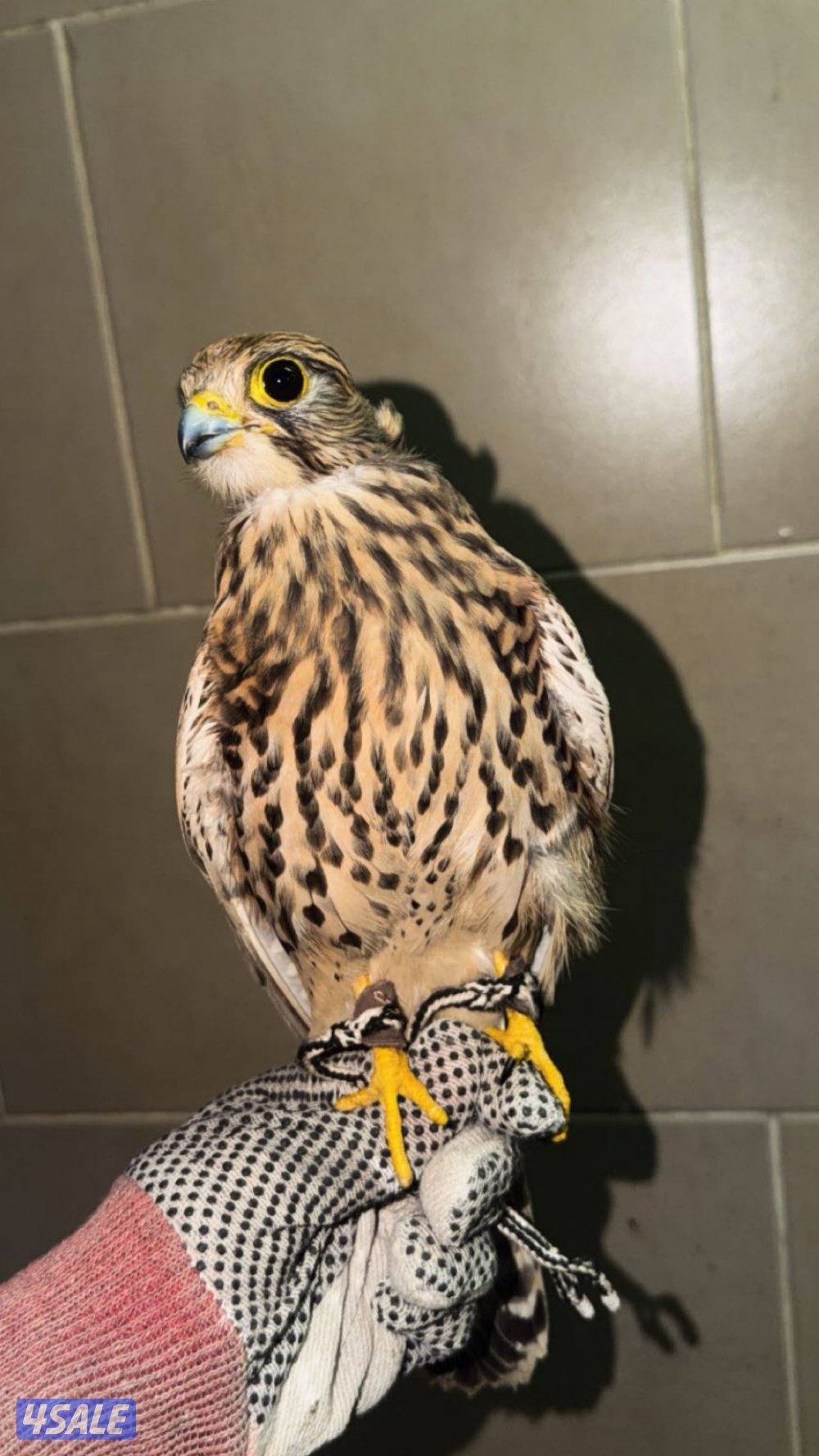 طير حر في حر مع اغراضه0