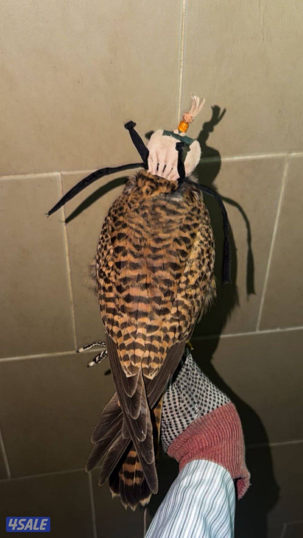 طير حر في حر مع اغراضه1