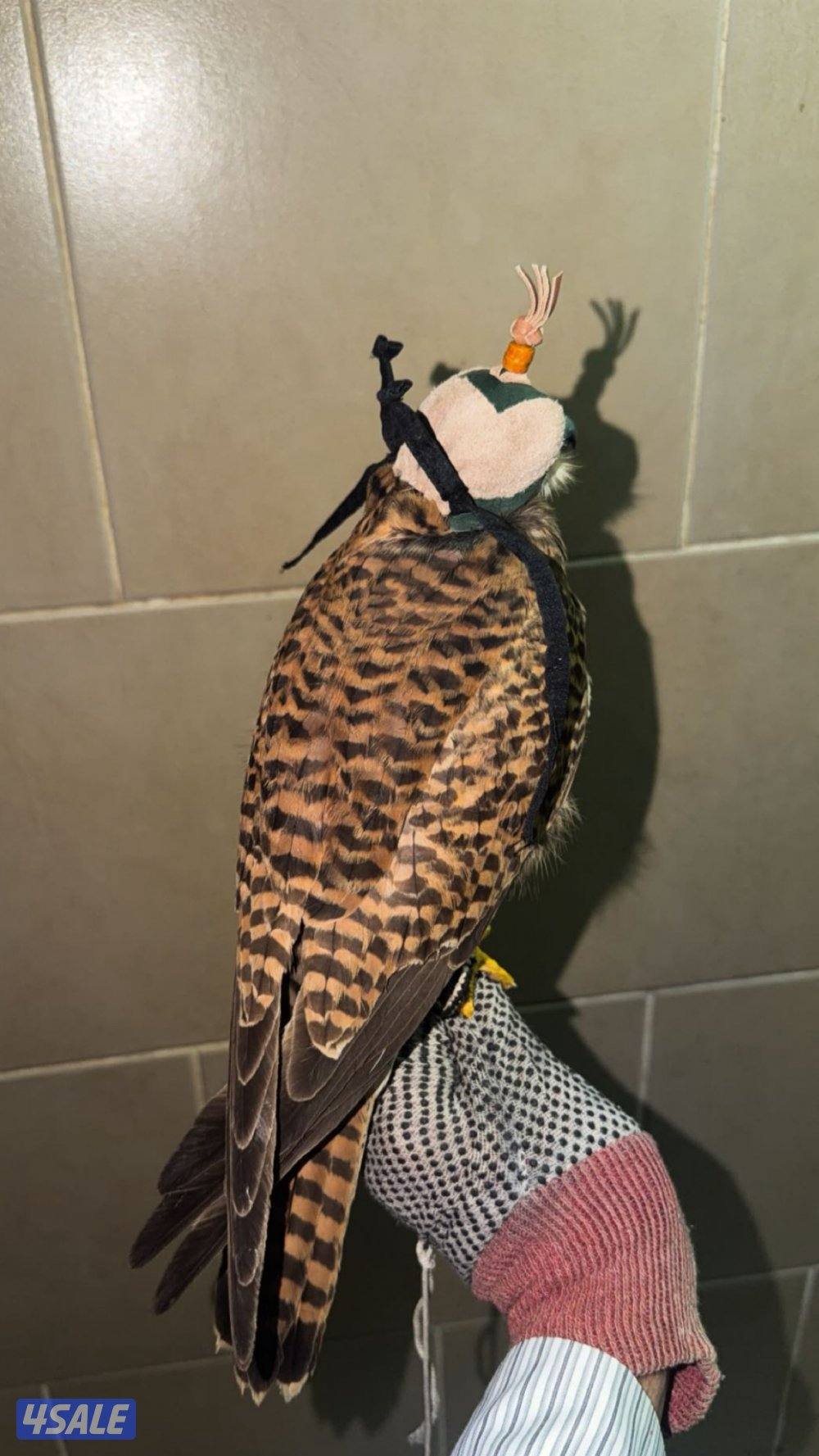 طير حر في حر مع اغراضه2