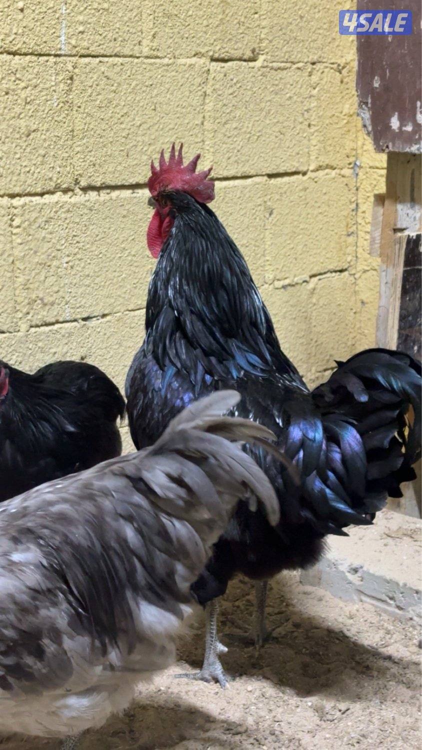 استرلوب فااخر حجم ولون بلاك ىىىـموك وحااار0