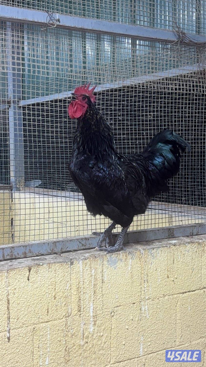 استرلوب فااخر حجم ولون بلاك ىىىـموك وحااار1