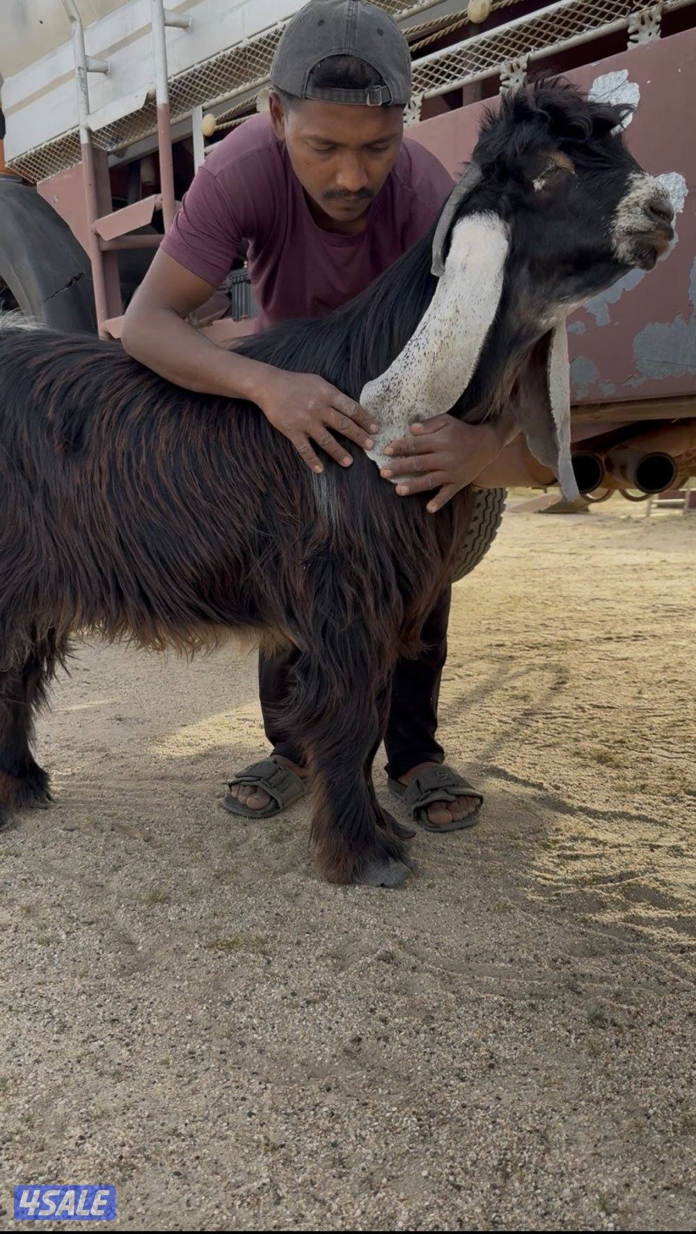 ✨للبيع تيس فاخر✨1