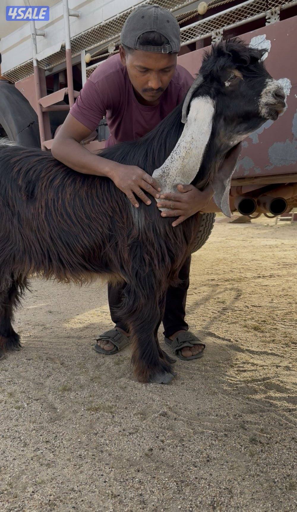 ✨للبيع تيس فاخر✨0