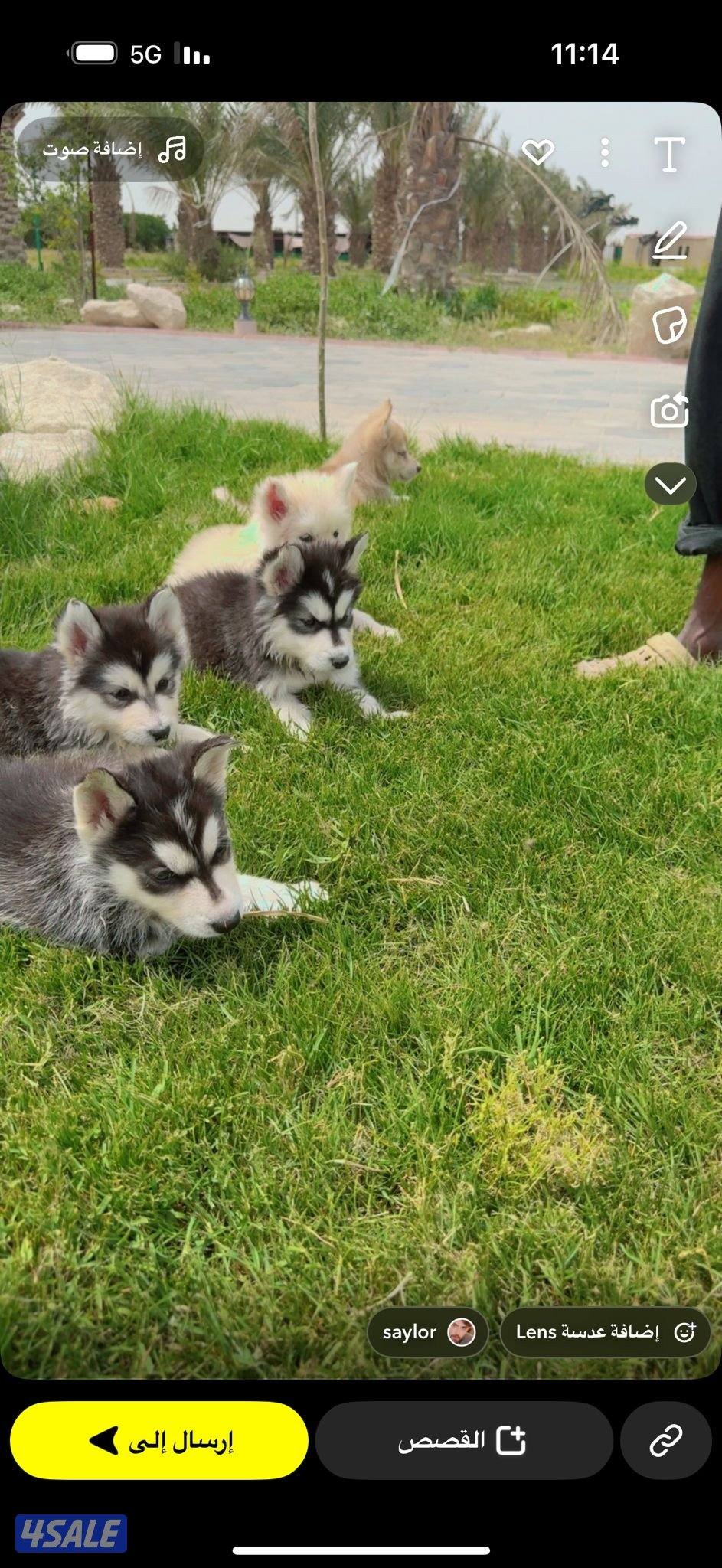 كلاب هاسكي0