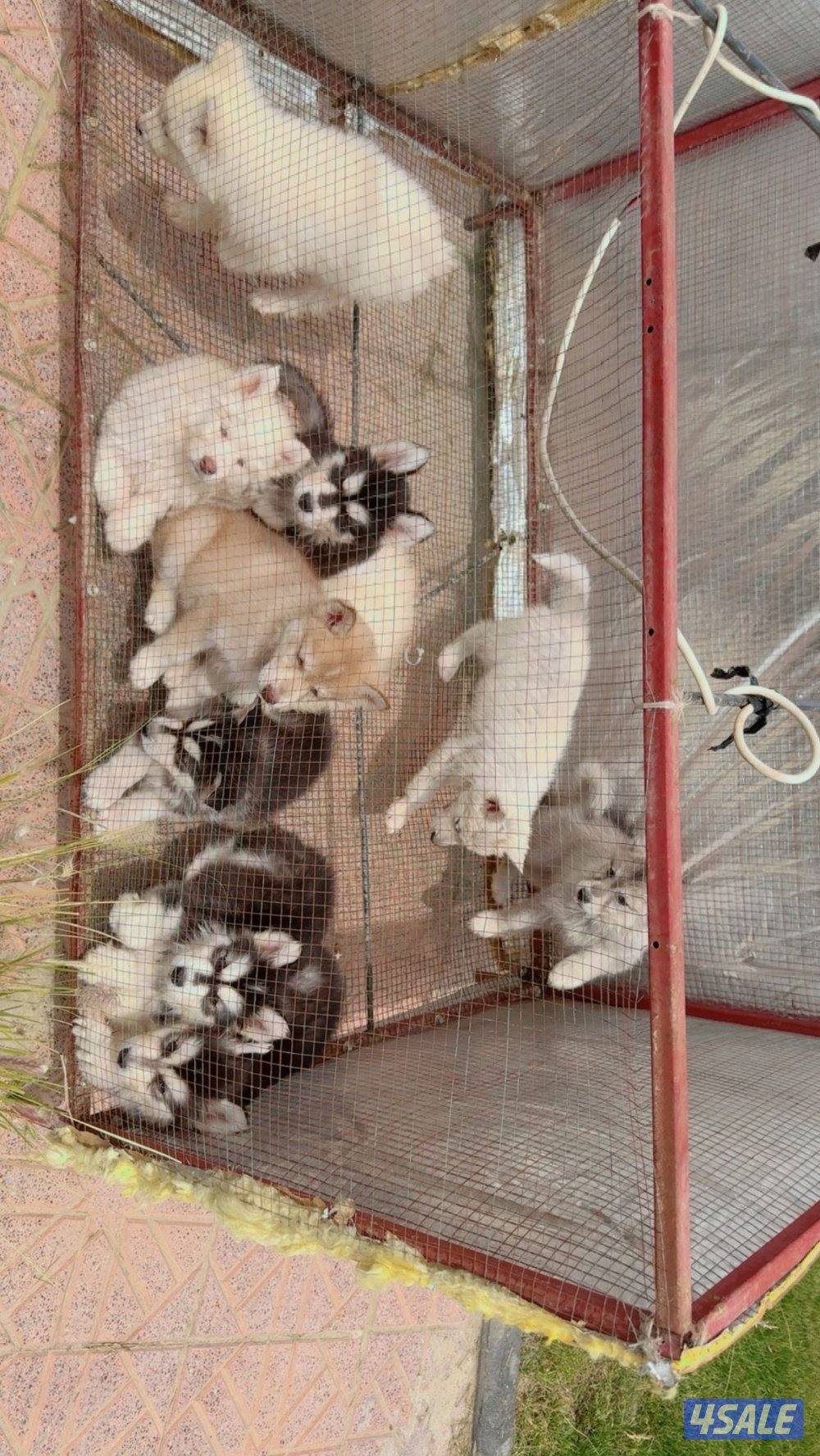 كلاب هاسكي1