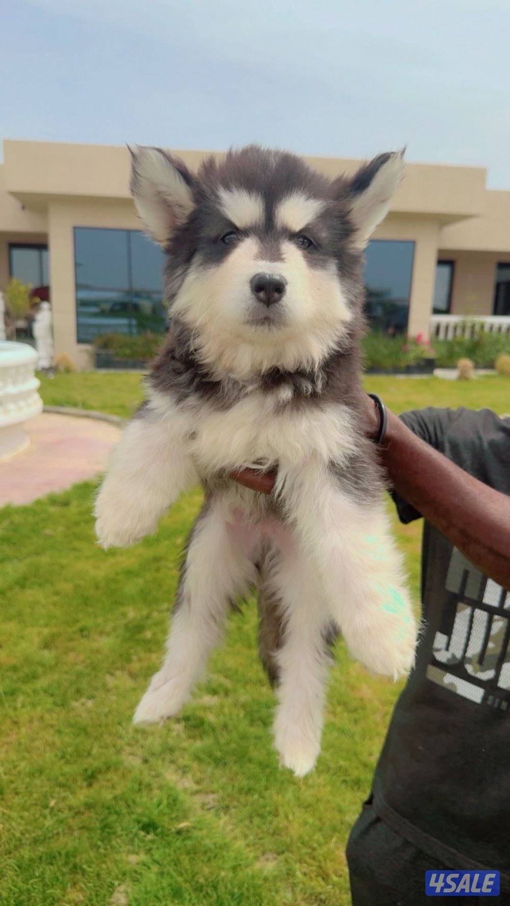 كلاب هاسكي2