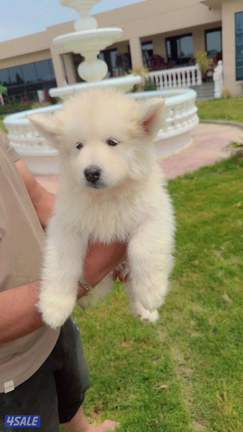 كلاب هاسكي3