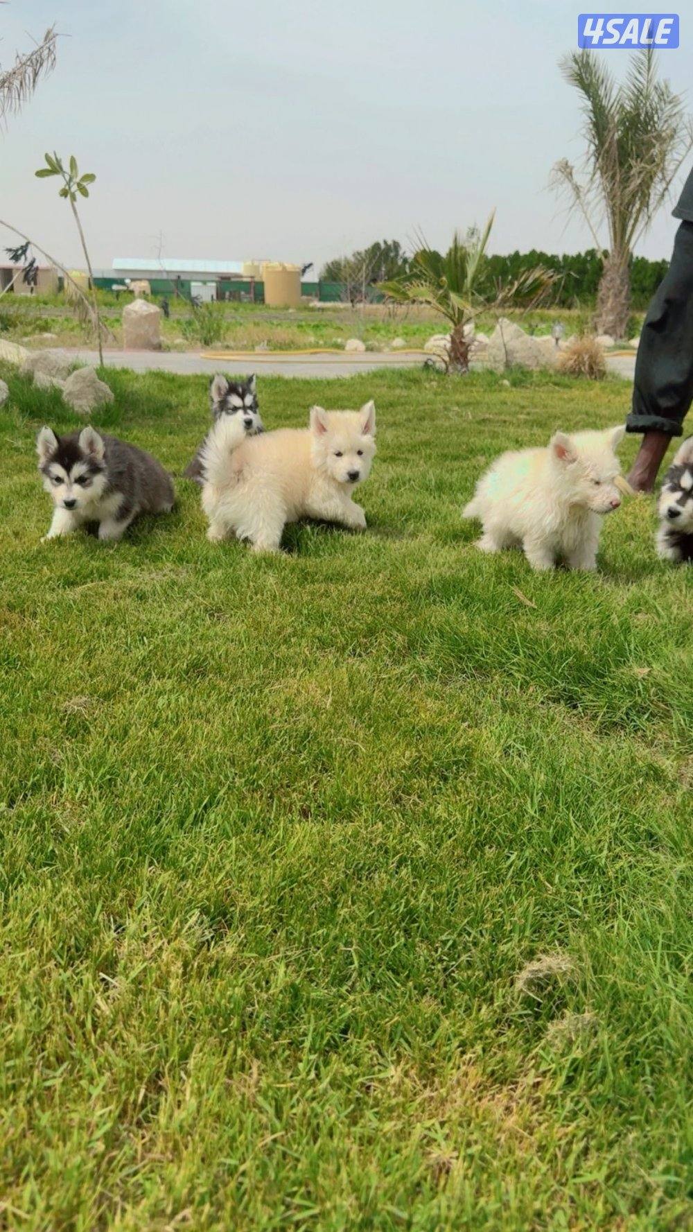 كلاب هاسكي4