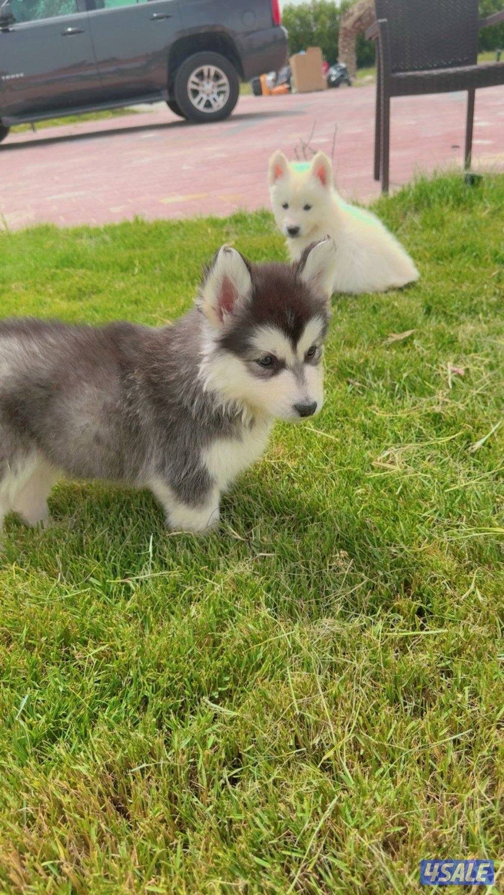 كلاب هاسكي6