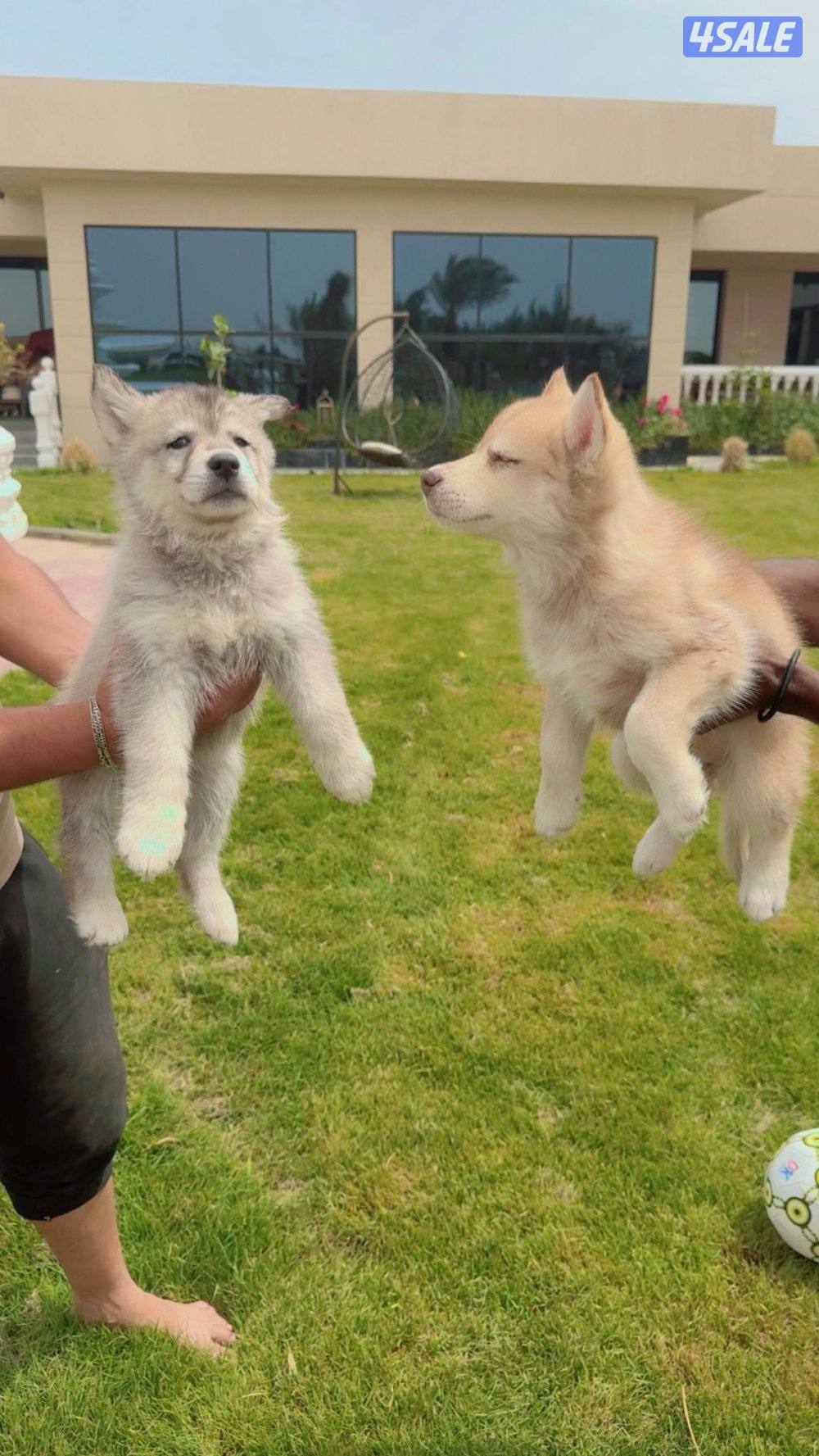 كلاب هاسكي5