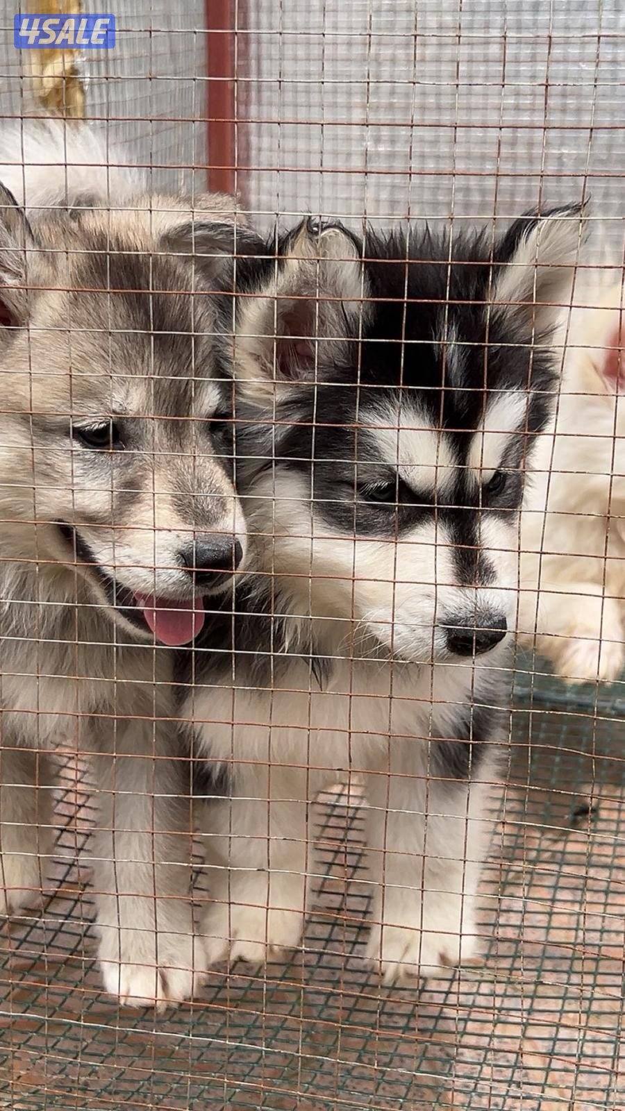 كلاب هاسكي7