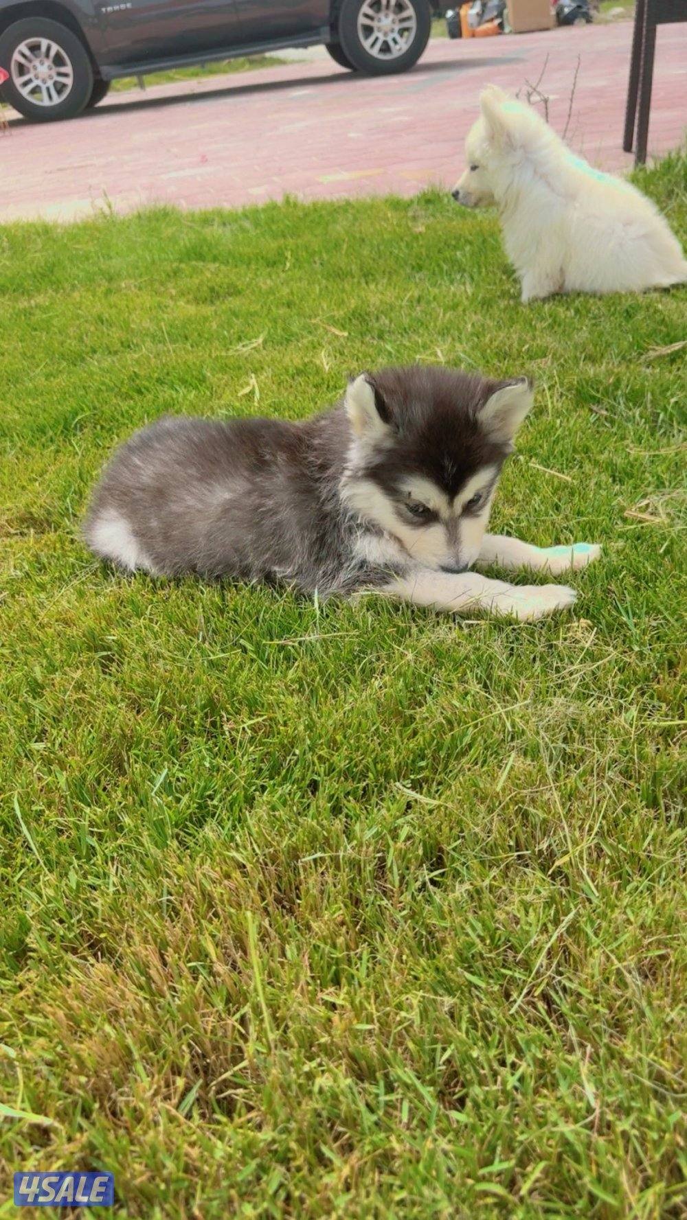 كلاب هاسكي8