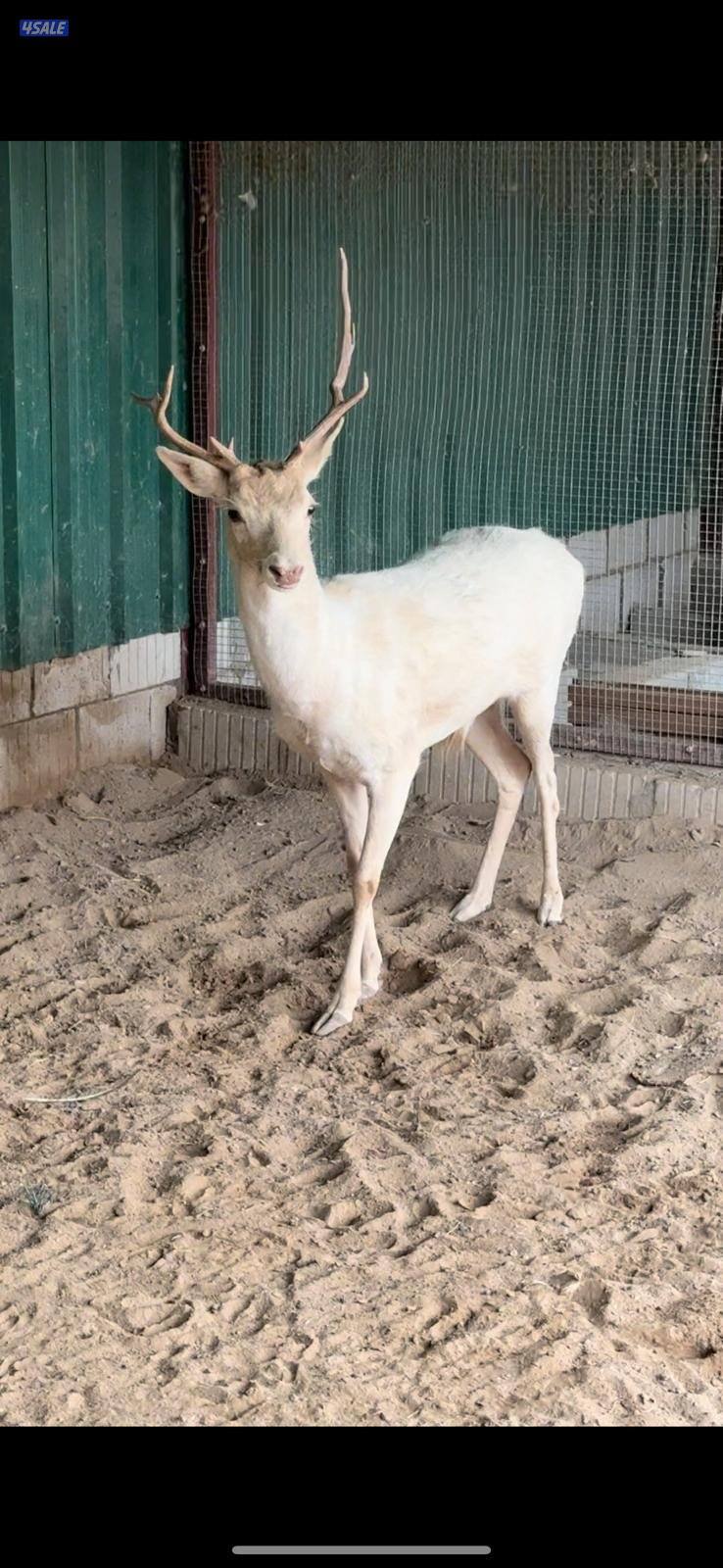 غزال ذكر لون ابيض مميز0