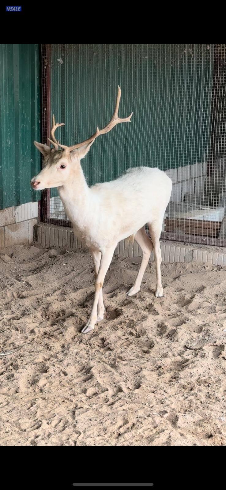 غزال ذكر لون ابيض مميز1