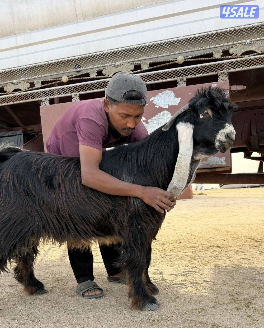 ✨للبيع تيس فاخر✨2