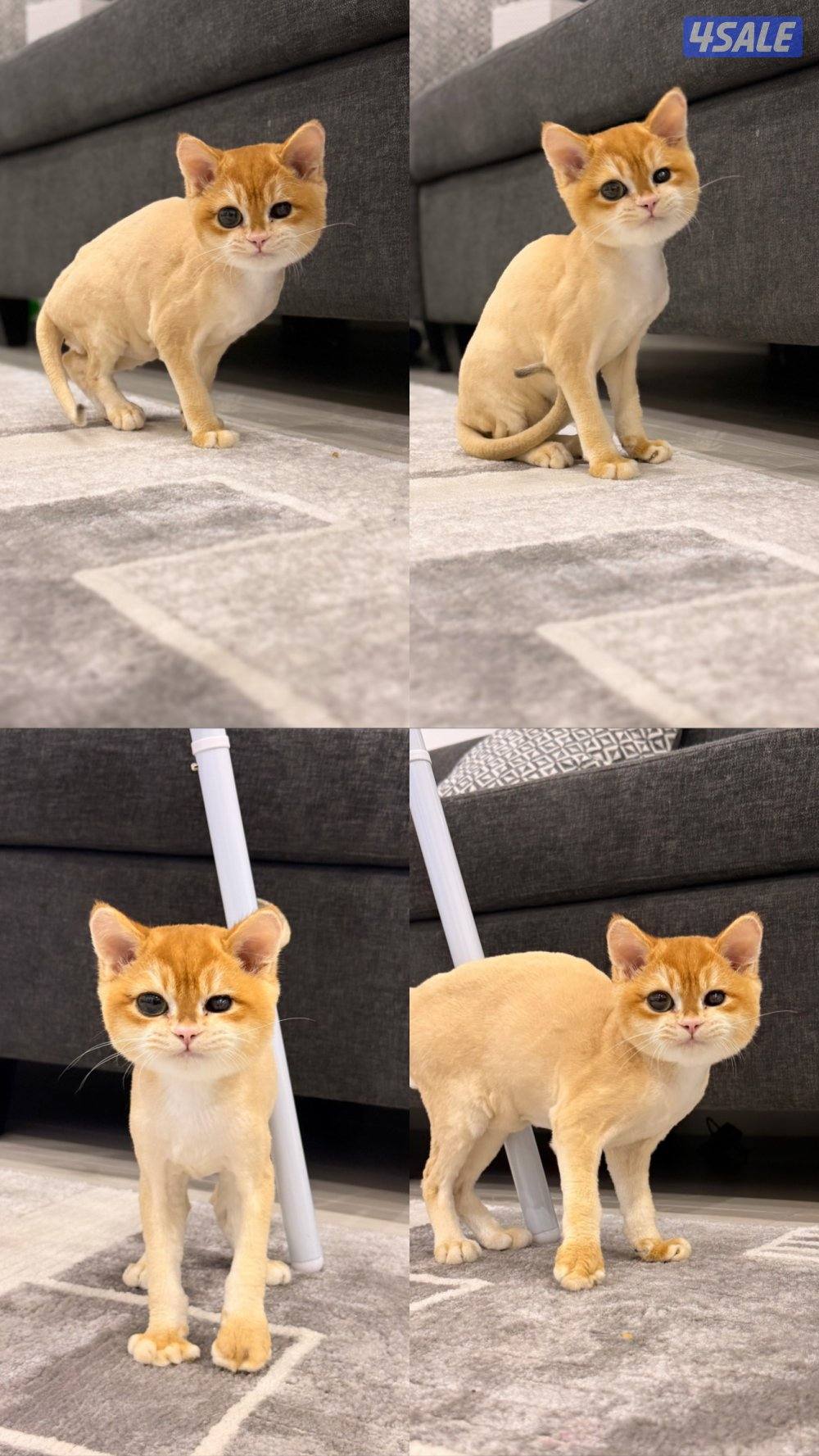 للبيع ذكر  برتش قولدن هير ny12 عمر ٥ شهور للتواصل0