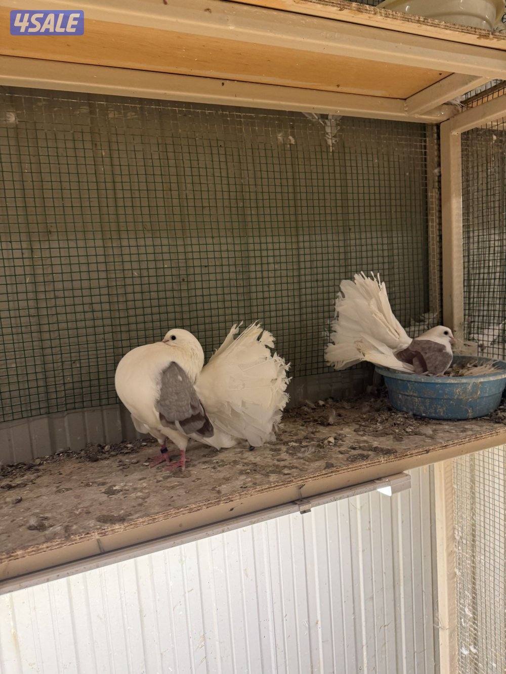 حمام شماسي مجتفين0