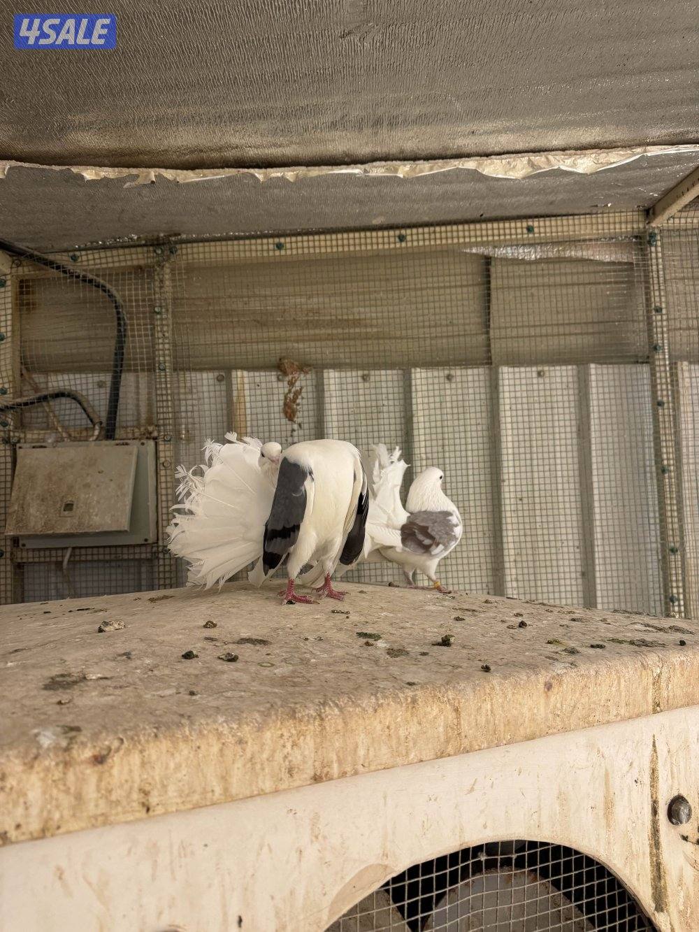 حمام شماسي مجتفين1