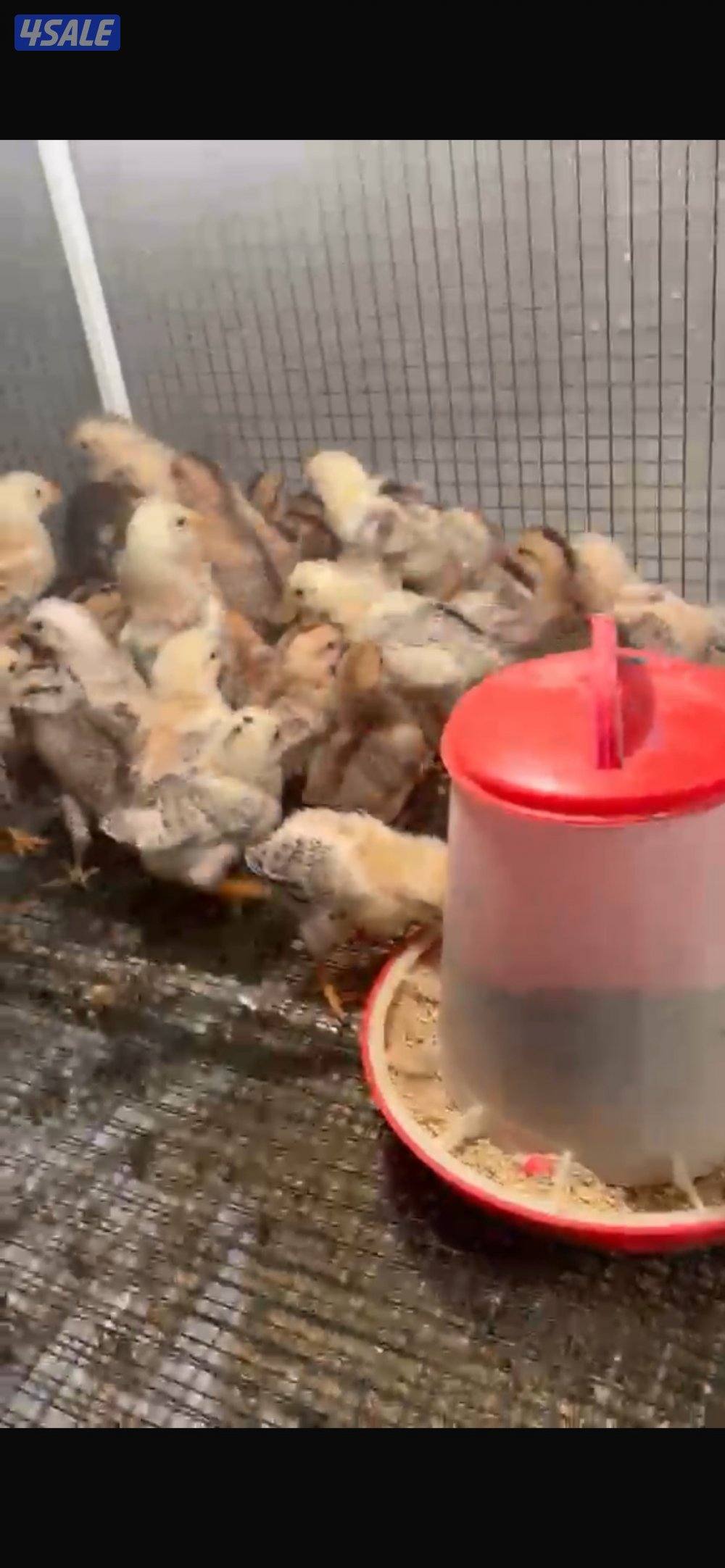 صيصان عربي0