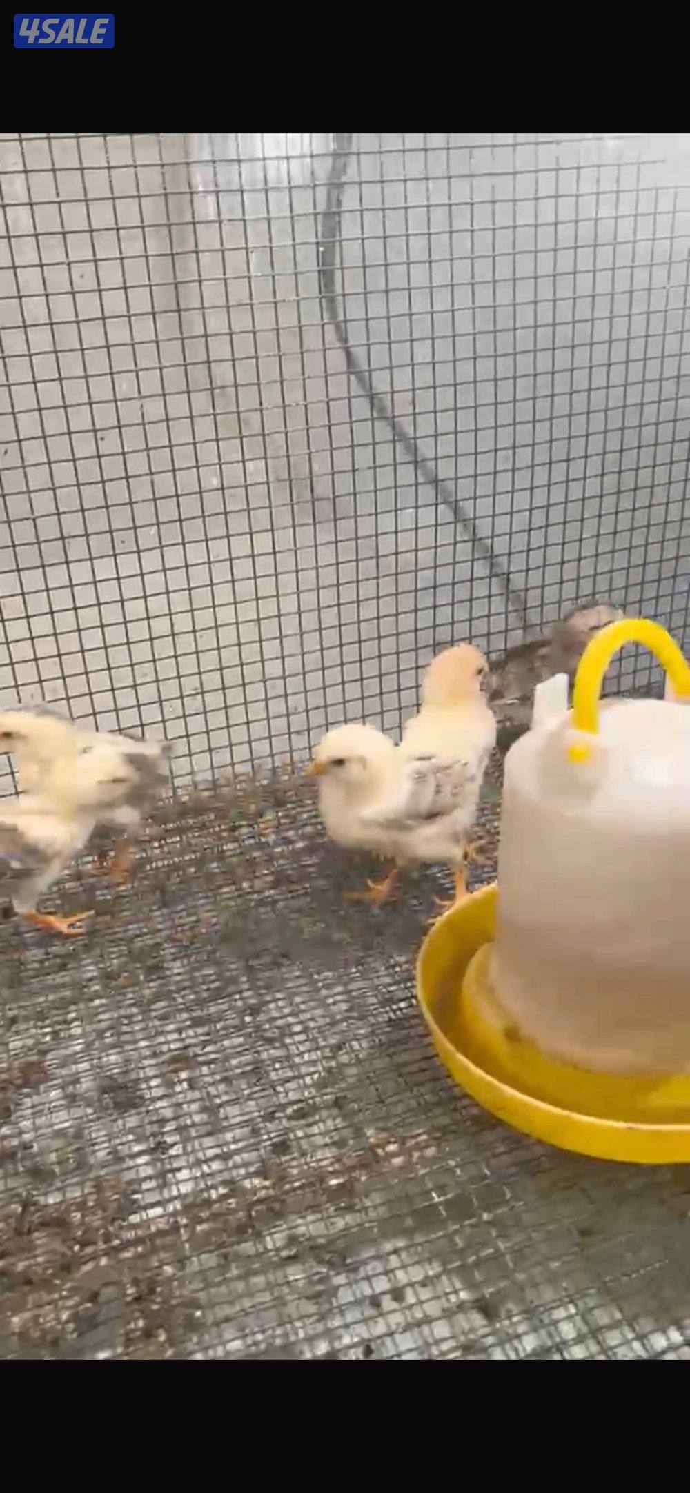 صيصان عربي1