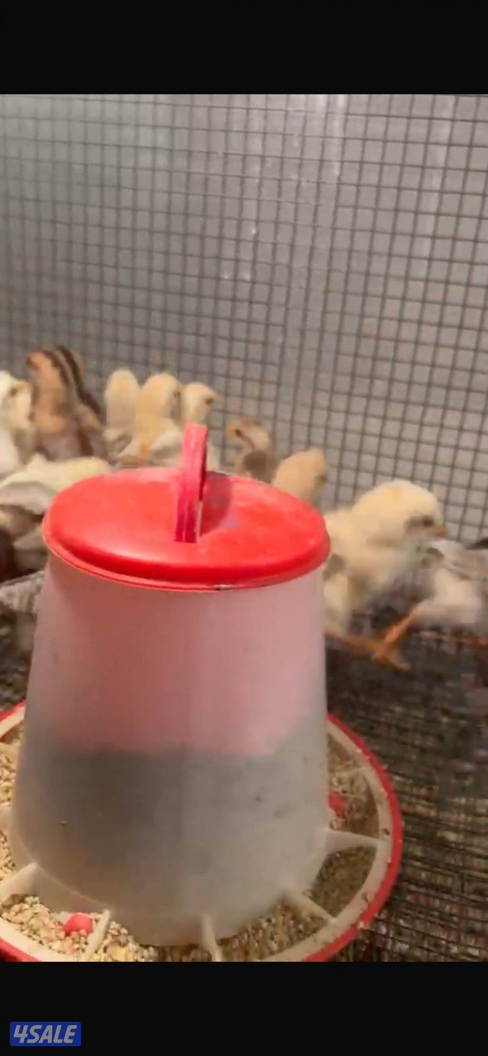 صيصان عربي2