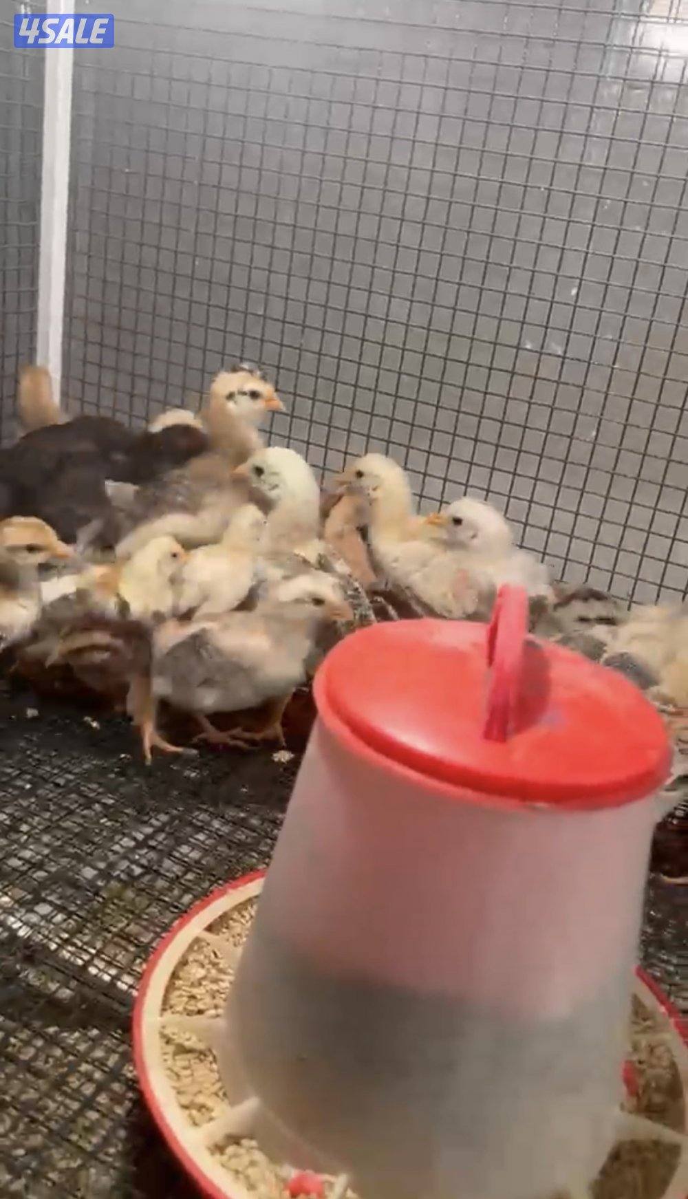 صيصان عربي3