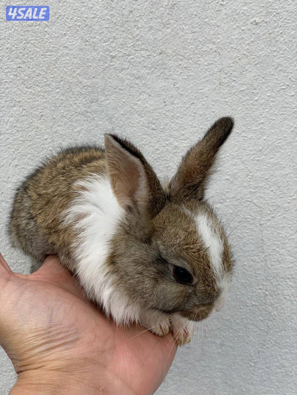 للبيع ارانب فرنسية صغار 🐰2