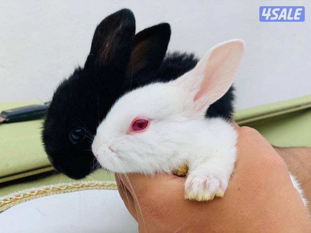 للبيع ارانب فرنسية صغار 🐰4