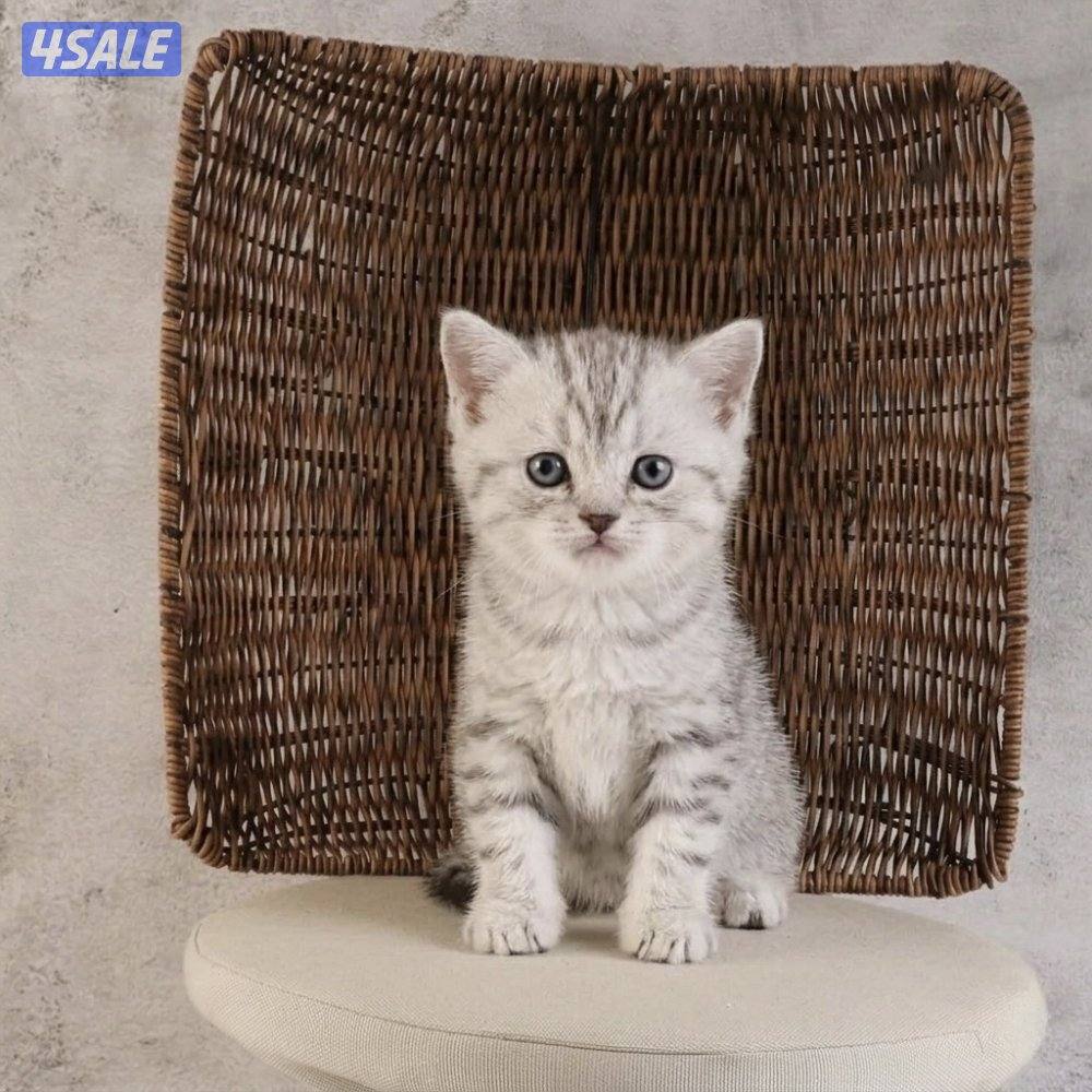 للبيع انثى وذكر جاهزه لاستلام1