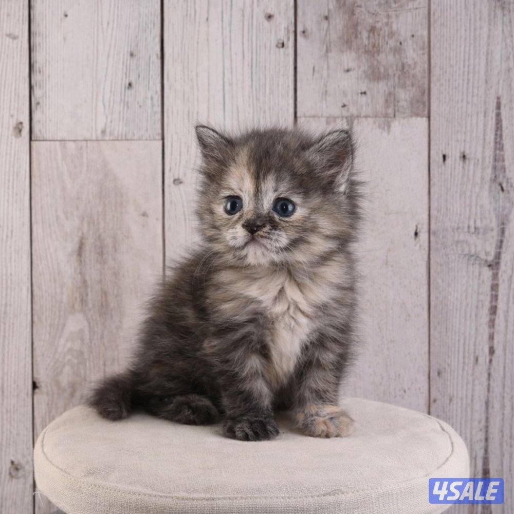 للبيع انثى وذكر جاهزه لاستلام2