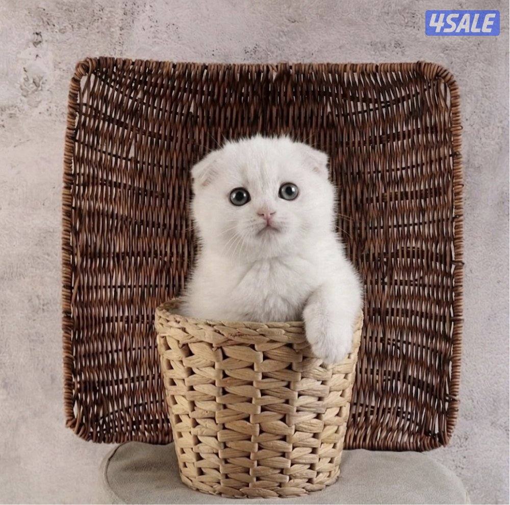 للبيع انثى وذكر جاهزه لاستلام3