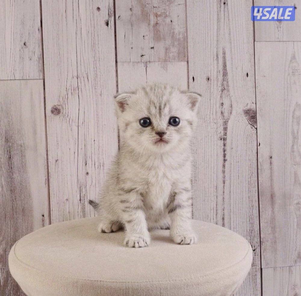 للبيع انثى وذكر جاهزه لاستلام4